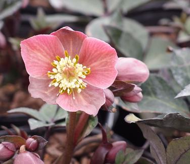 Helleborus x ballardiae Merlin