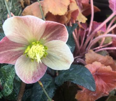 Helleborus x ballardiae Merlin