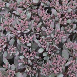 Sedum cauticolum Lidakense