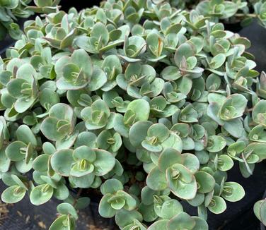 Sedum x 'Sunsparkler 'Lime Zinger'' - Stonecrop from Pleasant Run Nursery