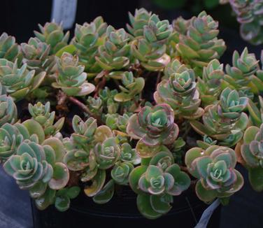 Sedum x Lime Zinger