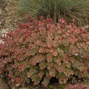 Sedum sieboldii 