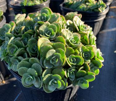 Sedum x 'Sunsparkler 'Lime Zinger'' - Stonecrop from Pleasant Run Nursery