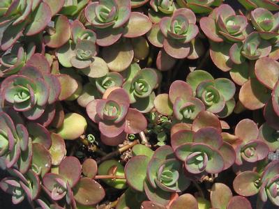 Sedum x Lime Zinger