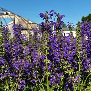 Salvia pratensis FASHIONISTA® 'Evening Attire'