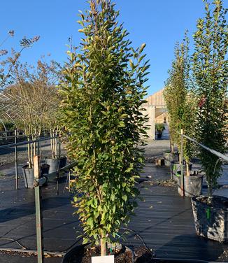 Carpinus betulus Fastigiata - European Hornbeam