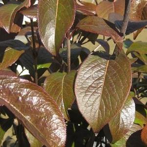 Viburnum prunifolium 