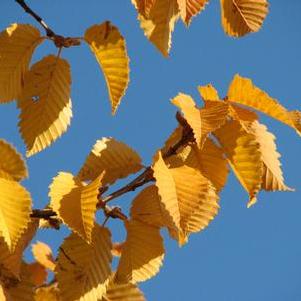 Carpinus betulus Emerald Avenue®