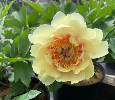 Paeonia x Itoh 'Border Charm' - Itoh Hybrid Peony from Pleasant Run Nursery