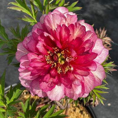 Paeonia x Itoh Hillary