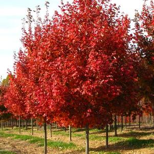 Acer rubrum October Glory®