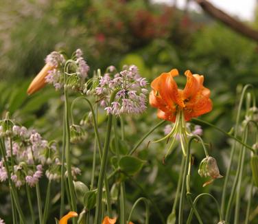 Allium cernuum