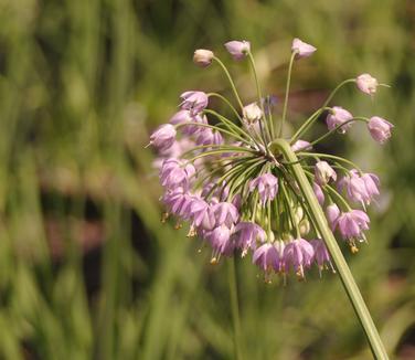 Allium cernuum 