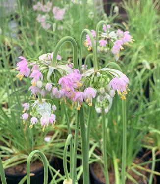 Allium cernuum