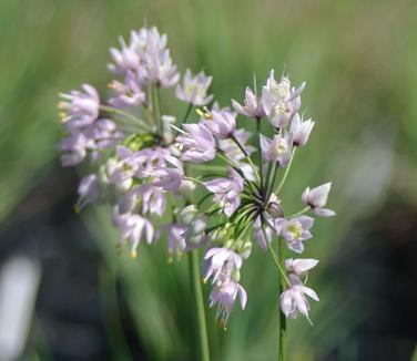 Allium cernuum