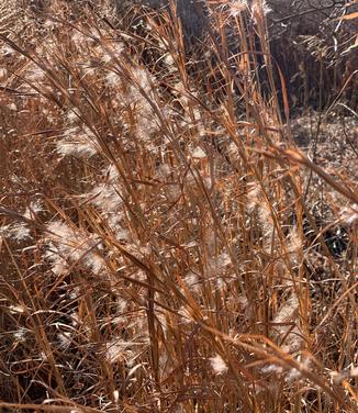 Andropogon gerardii 'Red October' - Big Bluestem from Pleasant Run Nursery