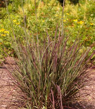 Andropogon gerardii Red October