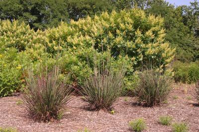 Andropogon gerardii Red October