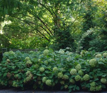 Hydrangea arborescens Annabelle (@ Scott Arb)