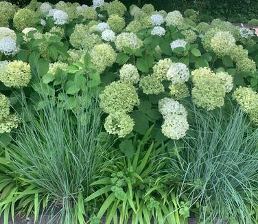 Hydrangea arborescens Annabelle