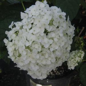 Hydrangea arborescens Incrediball®