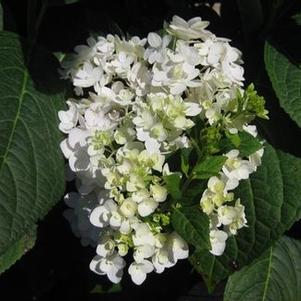 Hydrangea macrophylla Blushing Bride