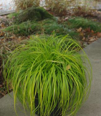 Carex oshimensis EverColor 'Everillo' (@ Hoffman Nursery) 