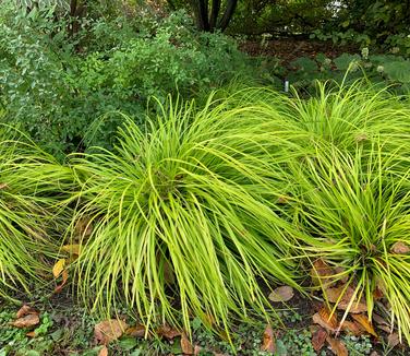 Carex oshimensis EverColor 'Everillo' 