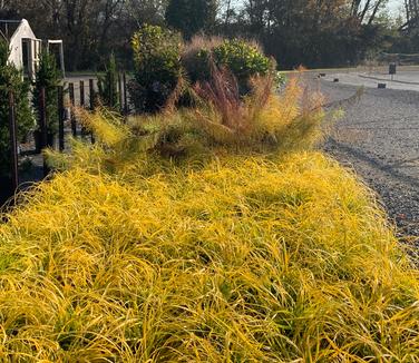 Carex oshimensis EverColor? 'Everillo' - Weeping Sedge from Pleasant Run Nursery