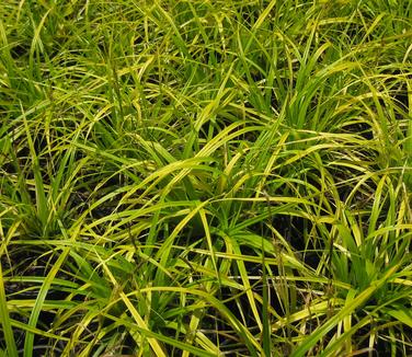 Carex oshimensis EverColor Everillo