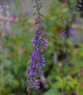 Delphinium exaltatum