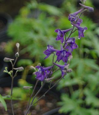 Delphinium exaltatum (@ Scott Arb)