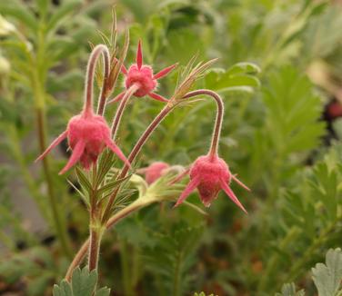 Geum triflorum