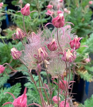 Geum triflorum