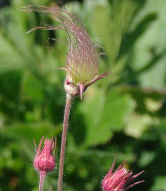 Geum triflorum