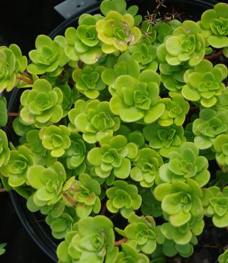 Sedum ternatum