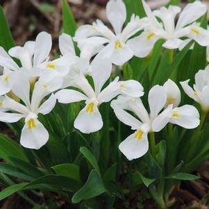 Iris cristata Tennessee White