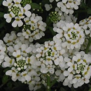 Iberis sempervirens Snowflake