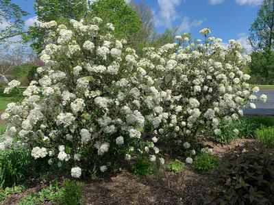 Viburnum x 'Nantucket'