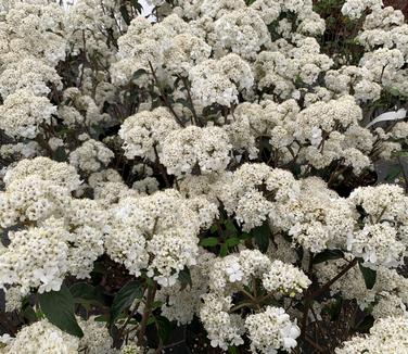 Viburnum x Nantucket 