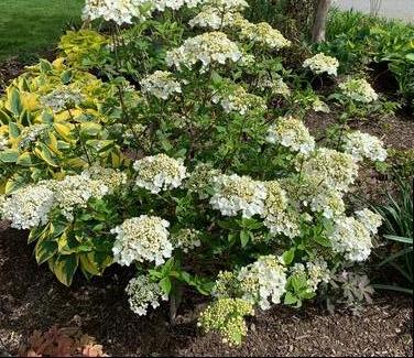 Viburnum x Nantucket 