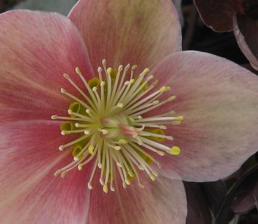 Helleborus x ballardii Pink Frost