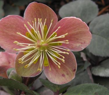 Helleborus x ballardii 'Pink Frost' 