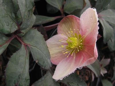 Helleborus x ballardii 'Pink Frost' 