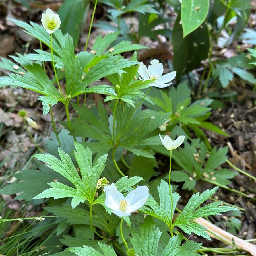 Anemone sylvestris - Windflower/Snowdrop Anemone from Pleasant Run Nursery