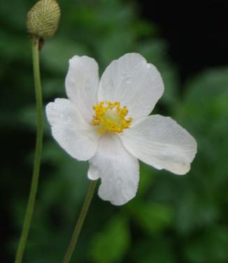 Anemone sylvestris