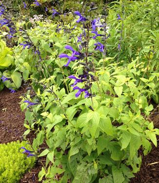 Salvia quaranitica Black and Blue