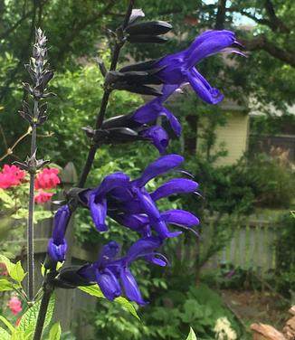 Salvia guaranitica Black and Blue 