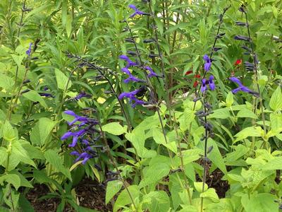 Salvia quaranitica Black and Blue