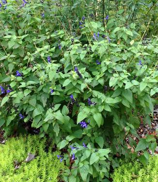 Salvia guaranitica Black and Blue